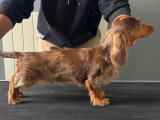 Trois chiots Teckel poil long non LOF à réserver