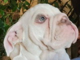Chiot New English Bulldog blanc lilac mâle à vendre non LOF né en avril 2026