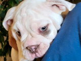 Chiot New English Bulldog blanc lilac mâle à vendre non LOF né en avril 2026