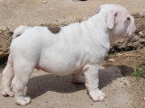 Chiot New English Bulldog blanc lilac mâle à vendre non LOF né en avril 2026
