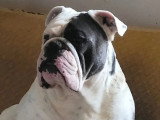 Chiot New English Bulldog blanc lilac mâle à vendre non LOF né en avril 2026