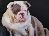 Chiot New English Bulldog blanc lilac mâle à vendre non LOF né en avril 2026