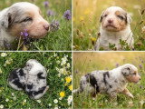 7 chiots Berger Américain Miniature LOF de juin 2026 à réserver
