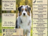 7 chiots Berger Américain Miniature LOF de juin 2026 à réserver