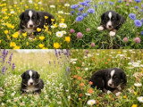 7 chiots Berger Américain Miniature LOF de juin 2026 à réserver
