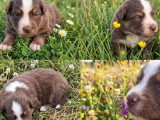 7 chiots Berger Américain Miniature LOF de juin 2026 à réserver