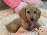 Chiot femelle Teckel nain/kaninchen crème à poil long à vendre