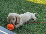 Chiot femelle Teckel nain/kaninchen crème à poil long à vendre