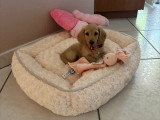 Chiot femelle Teckel nain/kaninchen crème à poil long à vendre