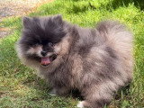 Chiot Spitz nain mâle bleu merle à vendre non LOF né en avril 2026