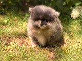 Chiot Spitz nain mâle bleu merle à vendre non LOF né en avril 2026