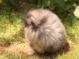 Chiot Spitz nain mâle bleu merle à vendre non LOF né en avril 2026