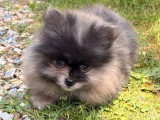 Chiot Spitz nain mâle bleu merle à vendre non LOF né en avril 2026