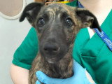 Aida, chiot femelle à adopter en association