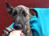 Aida, chiot femelle à adopter en association