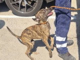 Aida, chiot femelle à adopter en association