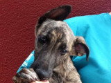Aida, chiot femelle à adopter en association