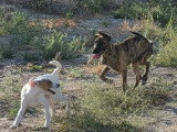 Aida, chiot femelle à adopter en association