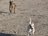 Aida, chiot femelle à adopter en association