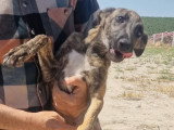 Aida, chiot femelle à adopter en association