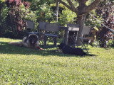 Labrador Retriever de 15 mois à vendre