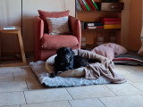Labrador Retriever de 15 mois à vendre