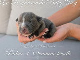 7 chiots Staffordshire Bull Terrier bleus LOF de juin 2026 à réserver