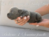 7 chiots Staffordshire Bull Terrier bleus LOF de juin 2026 à réserver