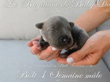7 chiots Staffordshire Bull Terrier bleus LOF de juin 2026 à réserver