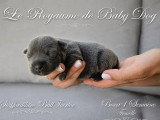7 chiots Staffordshire Bull Terrier bleus LOF de juin 2026 à réserver