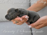 7 chiots Staffordshire Bull Terrier bleus LOF de juin 2026 à réserver