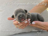 7 chiots Staffordshire Bull Terrier bleus LOF de juin 2026 à réserver