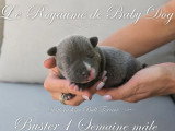 7 chiots Staffordshire Bull Terrier bleus LOF de juin 2026 à réserver
