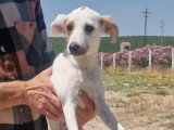 Aloa, chiot femelle à adopter en association