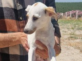 Aloa, chiot femelle à adopter en association