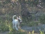 Aloa, chiot femelle à adopter en association