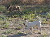 Aloa, chiot femelle à adopter en association