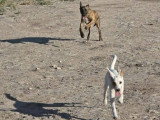 Aloa, chiot femelle à adopter en association