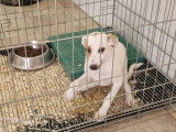 Aloa, chiot femelle à adopter en association