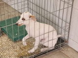 Aloa, chiot femelle à adopter en association