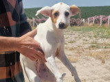 Aloa, chiot femelle à adopter en association