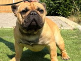 Saillie Bouledogue Français fauve mâle LOF né avril 2025