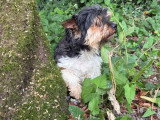 Yorkshire Terrier adulte non LOF à vendre né en septembre 2019