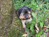 Yorkshire Terrier adulte non LOF à vendre né en septembre 2019