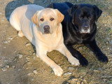 Portée de Labradors LOF à vendre