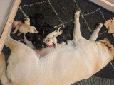 Portée de Labradors LOF à vendre
