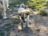 Frina, chiot femelle à adopter