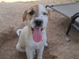 Frina, chiot femelle à adopter