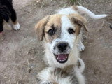 Frina, chiot femelle à adopter
