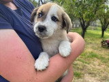 Frina, chiot femelle à adopter